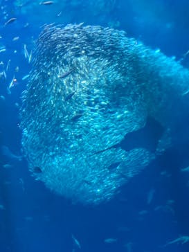 アクアワールド茨城県大洗水族館に投稿された画像（2025/9/8）