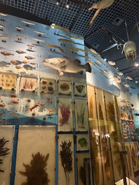 国立科学博物館に投稿された画像（2025/9/8）