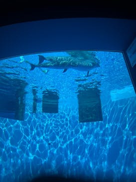 名古屋港水族館に投稿された画像（2025/9/8）