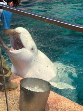 名古屋港水族館に投稿された画像（2025/9/8）