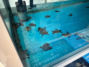 名古屋港水族館に投稿された画像（2025/9/8）