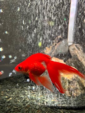 NARA KINGYO MUSEUMに投稿された画像（2025/9/8）