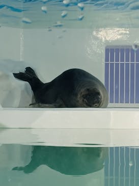 滋賀県立琵琶湖博物館に投稿された画像（2025/9/8）