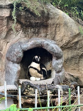 サンシャイン水族館に投稿された画像（2025/9/8）