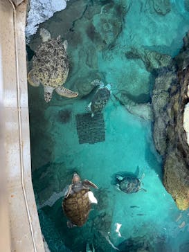 名古屋港水族館に投稿された画像（2025/9/8）