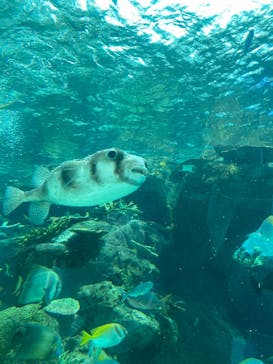 名古屋港水族館に投稿された画像（2025/9/8）
