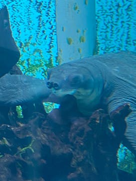 名古屋港水族館に投稿された画像（2025/9/8）