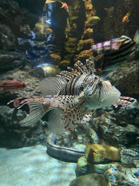 名古屋港水族館に投稿された画像（2025/9/8）