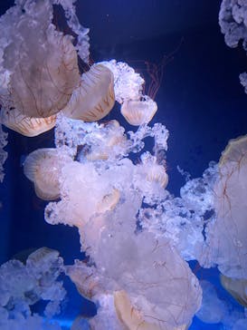 新江ノ島水族館に投稿された画像（2025/9/8）