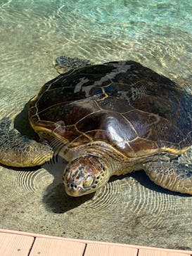 新江ノ島水族館に投稿された画像（2025/9/8）