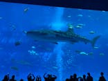 沖縄美ら海水族館に投稿された画像（2025/9/8）