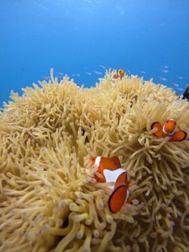 isola blue（イゾラブルー）に投稿された画像（2025/9/8）