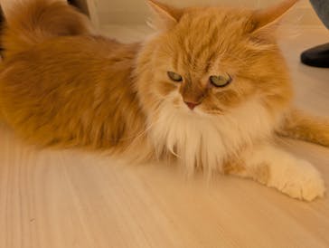 Cat Café MOFF グランベリーパーク店に投稿された画像（2025/9/8）