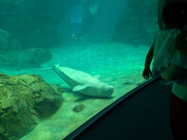 名古屋港水族館に投稿された画像（2025/9/8）