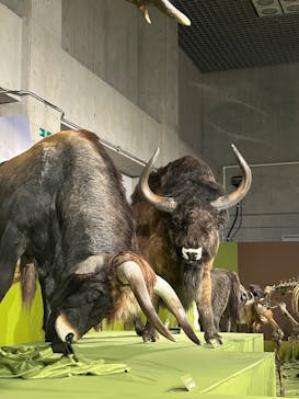 特別展「氷河期展 〜人類が見た4万年前の世界〜」（国立科学博物館）に投稿された画像（2025/9/8）