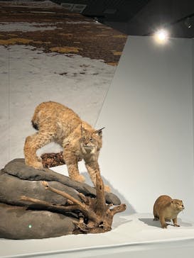 特別展「氷河期展 〜人類が見た4万年前の世界〜」（国立科学博物館）に投稿された画像（2025/9/8）