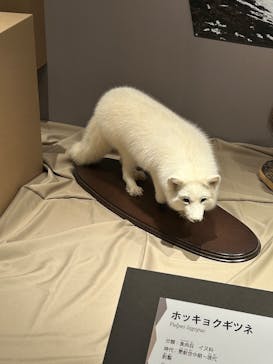 特別展「氷河期展 〜人類が見た4万年前の世界〜」（国立科学博物館）に投稿された画像（2025/9/8）