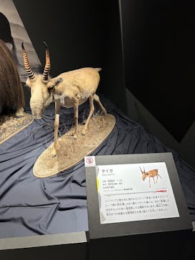 特別展「氷河期展 〜人類が見た4万年前の世界〜」（国立科学博物館）に投稿された画像（2025/9/8）