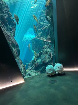 上越市立水族博物館 うみがたりに投稿された画像（2025/9/8）