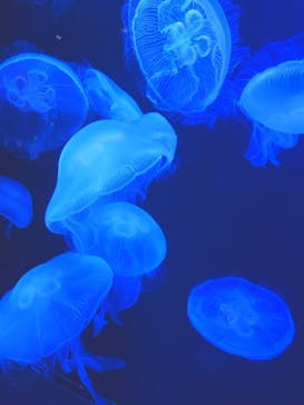 マリンワールド海の中道に投稿された画像（2025/9/8）