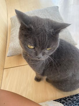 Cat Café MOFF グランベリーパーク店に投稿された画像（2025/9/8）