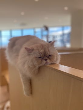 Cat Café MOFF グランベリーパーク店に投稿された画像（2025/9/8）