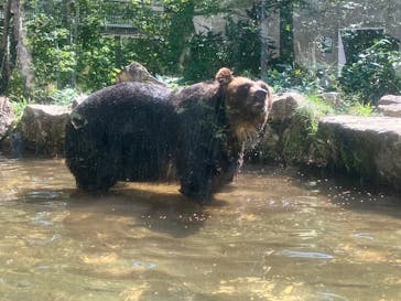 サホロリゾート　ベア･マウンテンに投稿された画像（2025/9/8）