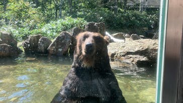 サホロリゾート　ベア･マウンテンに投稿された画像（2025/9/8）