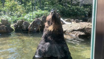 サホロリゾート　ベア･マウンテンに投稿された画像（2025/9/8）