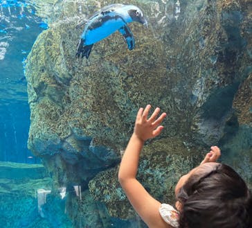 京都水族館に投稿された画像（2025/9/9）