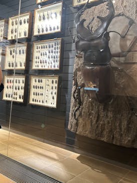 北九州市立自然史・歴史博物館（いのちのたび博物館）に投稿された画像（2025/9/9）