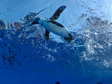 サンシャイン水族館に投稿された画像（2025/9/9）