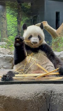 恩賜上野動物園に投稿された画像（2025/9/9）