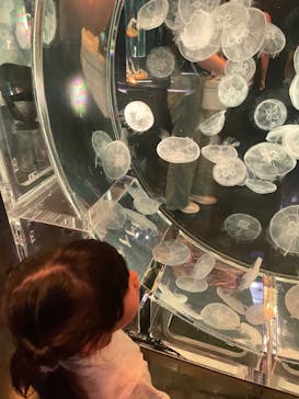 マクセル アクアパーク品川に投稿された画像（2025/9/9）