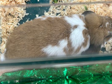 いきもの探検隊上尾に投稿された画像（2025/9/9）