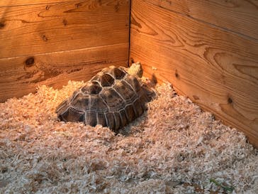 いきもの探検隊上尾に投稿された画像（2025/9/9）