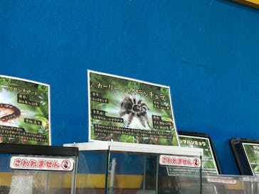 いきもの探検隊上尾に投稿された画像（2025/9/9）