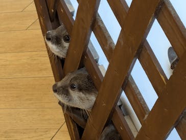 カワウソカフェ®️HARRY浅草店に投稿された画像（2025/9/9）