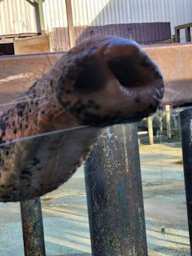 那須サファリパークに投稿された画像（2025/9/9）