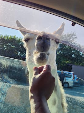 那須サファリパークに投稿された画像（2025/9/9）