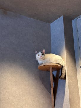 猫カフェモカ　神戸三宮店に投稿された画像（2025/9/9）