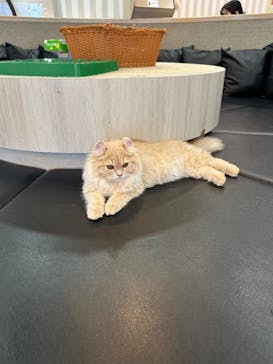 猫カフェモカ 京都河原町店に投稿された画像（2025/9/9）