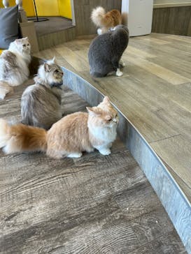 猫カフェモカ 京都河原町店に投稿された画像（2025/9/9）