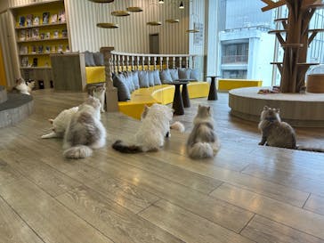 猫カフェモカ 京都河原町店に投稿された画像（2025/9/9）