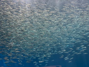 名古屋港水族館に投稿された画像（2025/9/9）