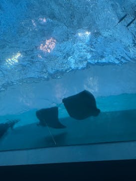 名古屋港水族館に投稿された画像（2025/9/9）