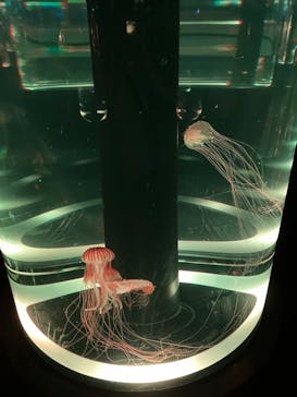 マクセル アクアパーク品川に投稿された画像（2025/9/9）