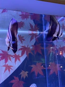 マクセル アクアパーク品川に投稿された画像（2025/9/9）