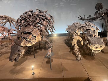 福井県立恐竜博物館に投稿された画像（2025/9/9）