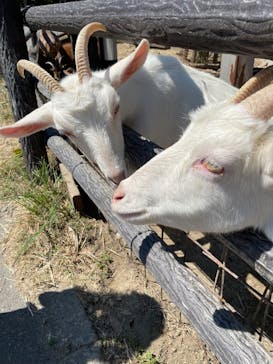 群馬サファリパークに投稿された画像（2025/9/9）